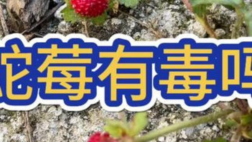 管家婆資料站3984.com,中國(guó)重啟南美鐵路項(xiàng)目,收益成語(yǔ)分析落實(shí)_測(cè)試版V13.9