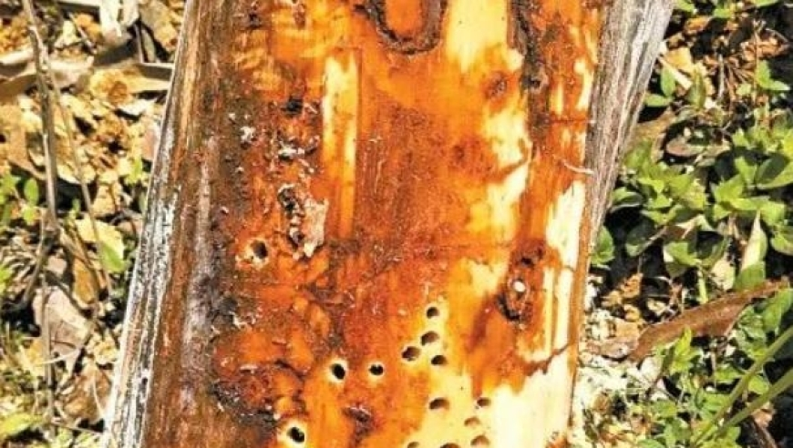 玄武3339272,特朗普與軍方關(guān)系緊張_儲(chǔ)蓄版V13.77